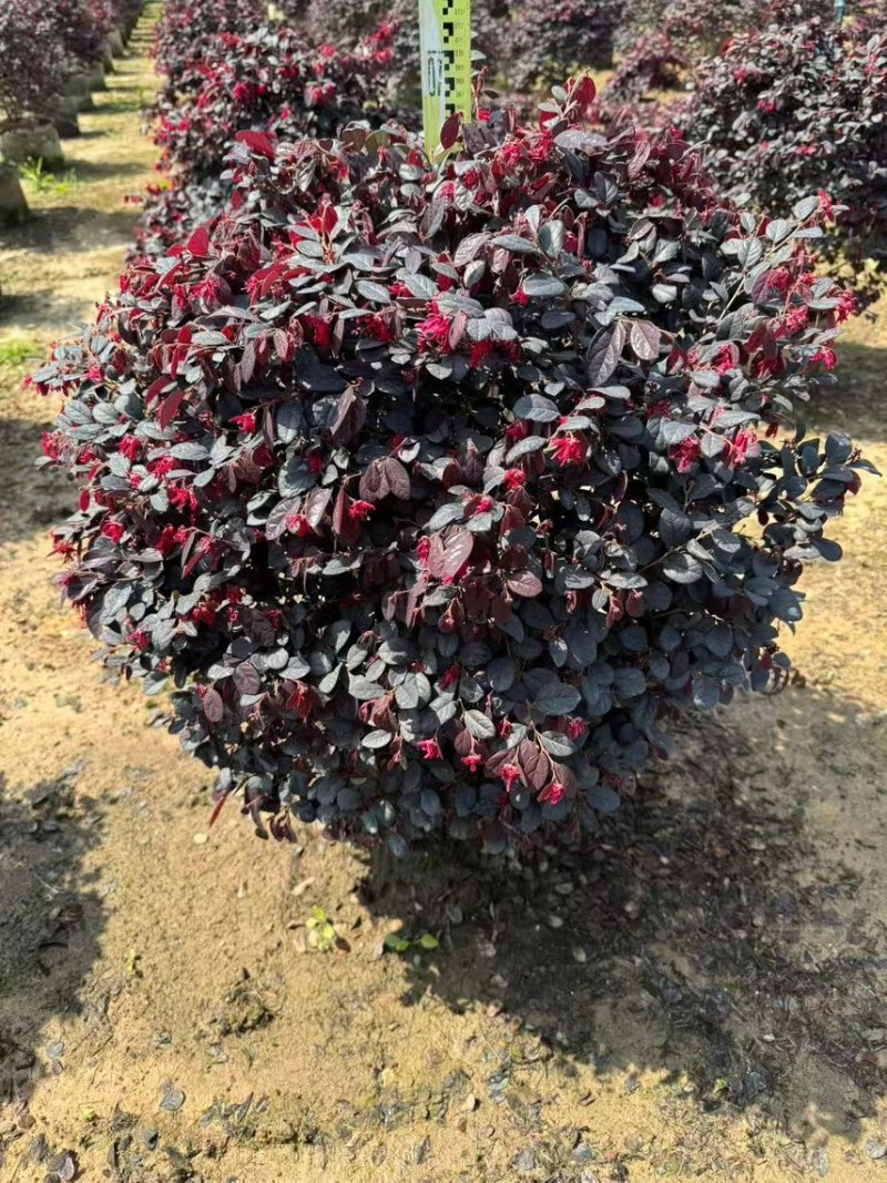 本场大量红继木红花继木30-2米球大量出售