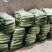 精品老黄瓜，量大从优，欢迎老板前来看货。
