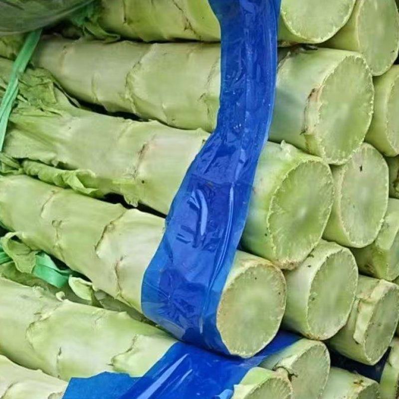 湖北当阳红叶莴笋，湖北精品红叶莴笋，专业原产地直发