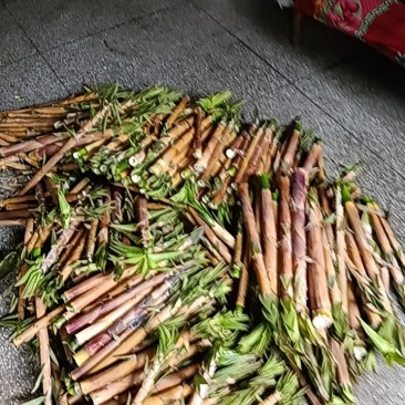 仰天湖苦笋带壳一起