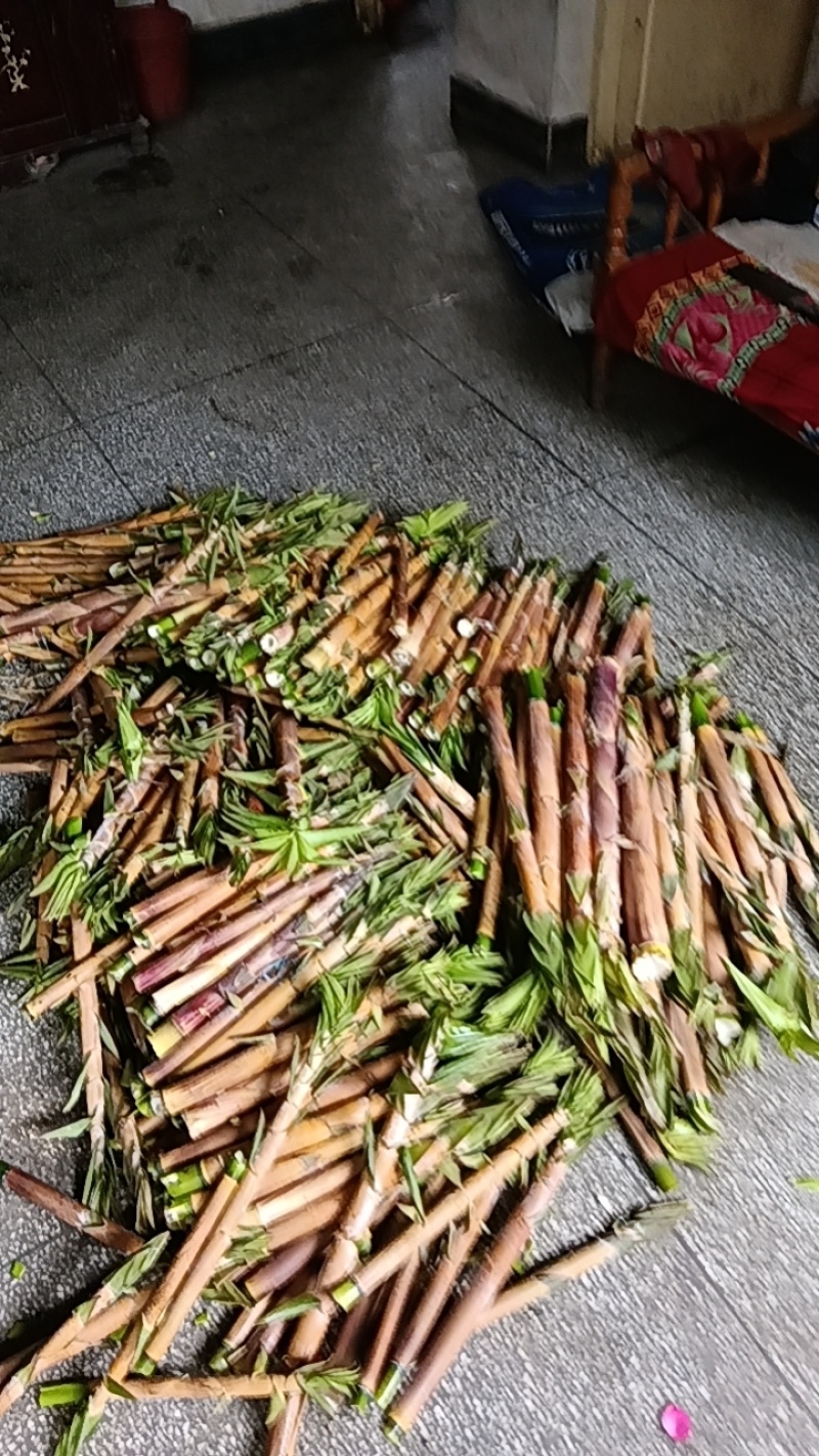 仰天湖苦笋带壳一起