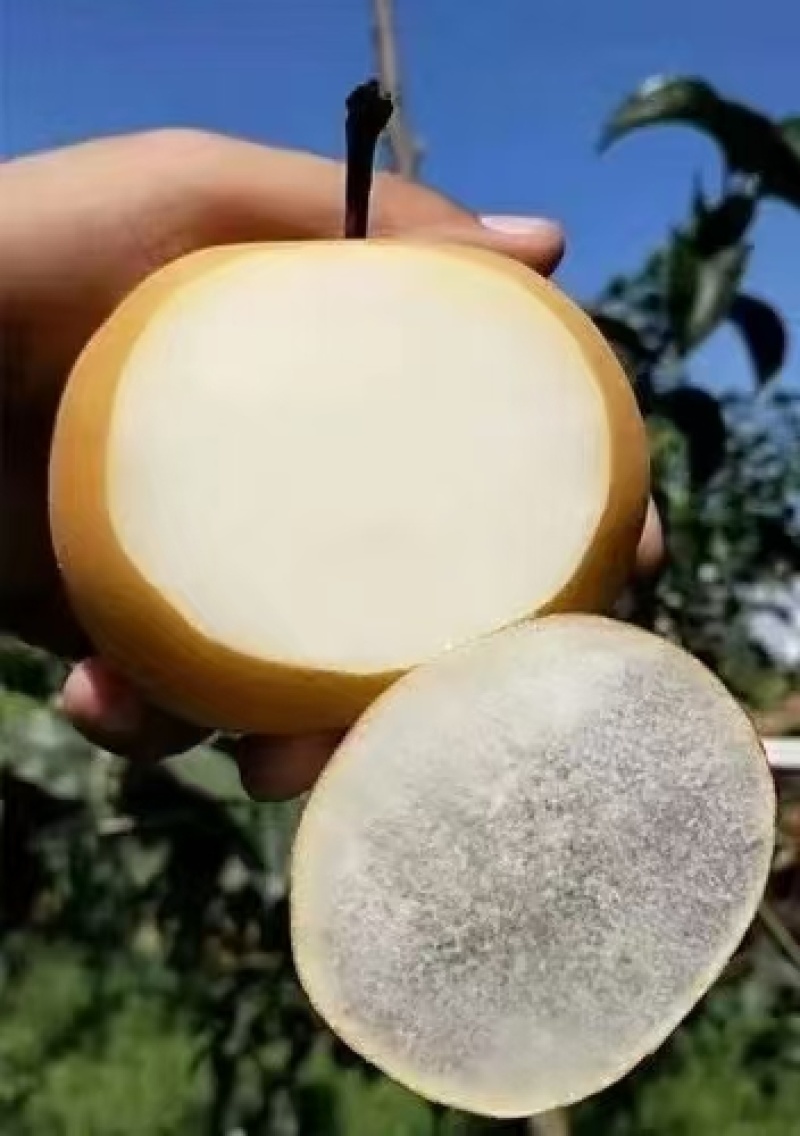头茬秋月梨。无木栓病。皮薄甘甜水分足。货源充足，供商超批发。