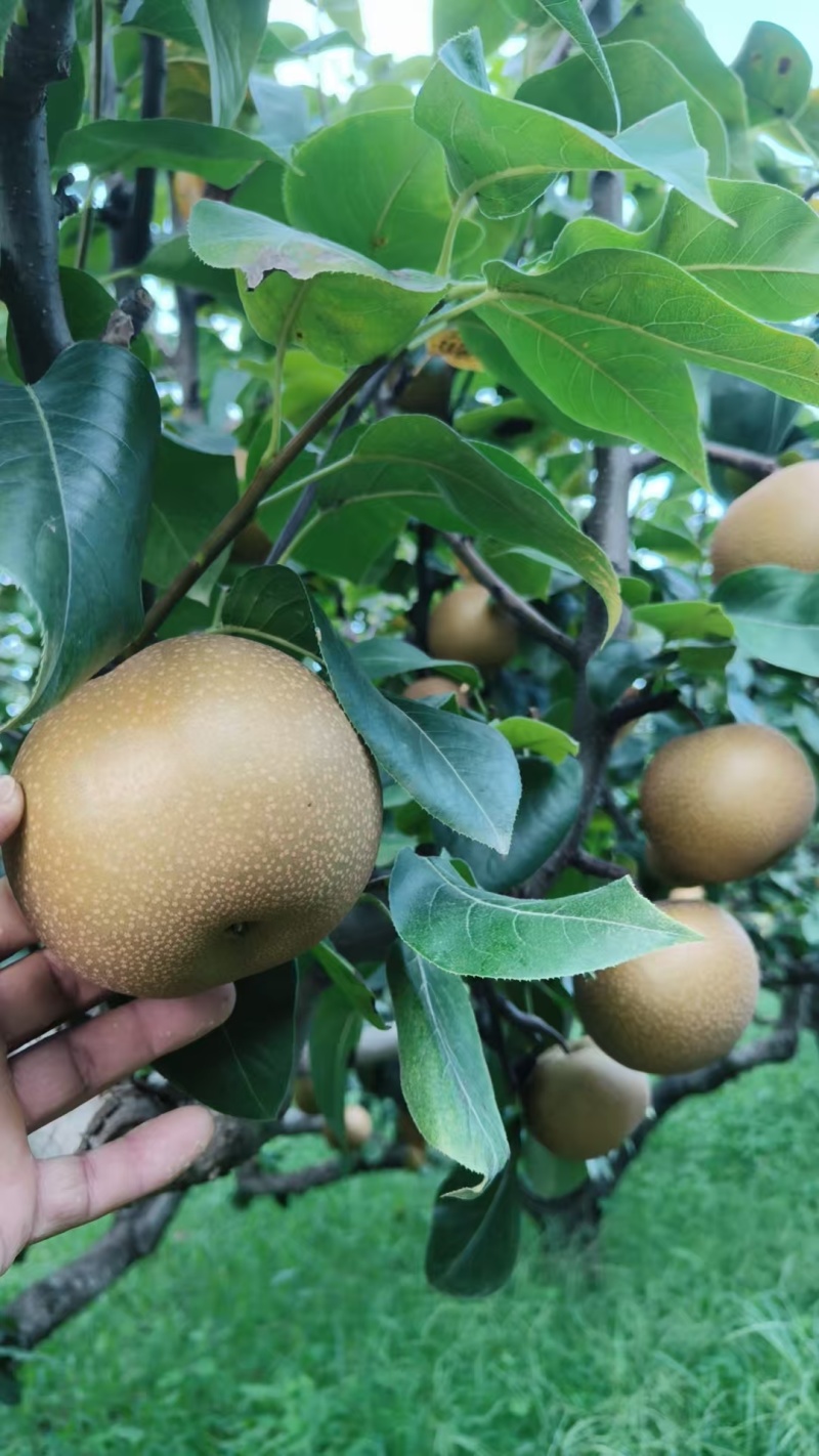 头茬秋月梨。无木栓病。皮薄甘甜水分足。货源充足，供商超批发。