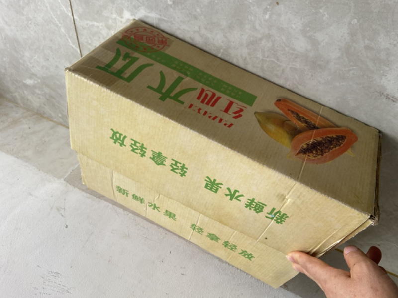 红心水果木瓜