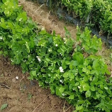 茉莉花