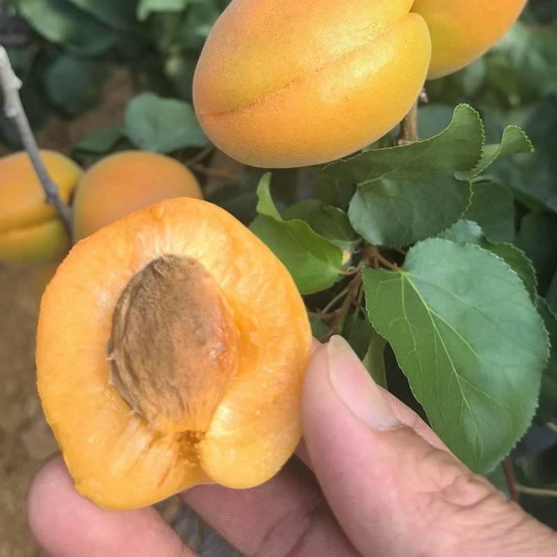 #杏#金太阳杏#产地直供#代收代发#质量品种有保障
