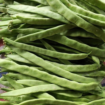 扁豆角绿扁豆角大量供应山西产地直发一手货源
