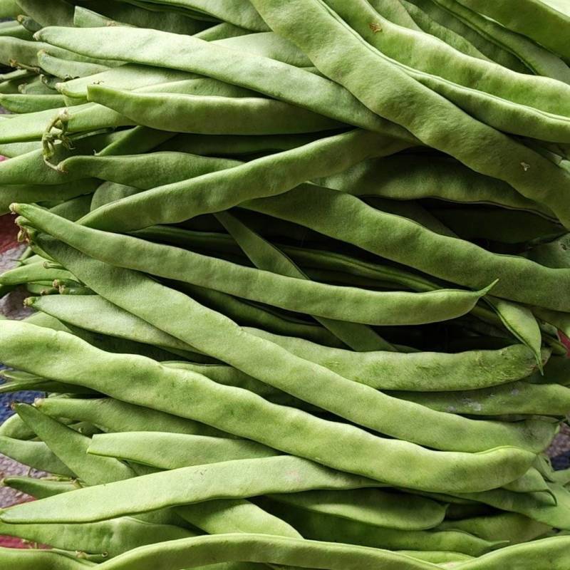 扁豆角绿扁豆角大量供应山西产地直发一手货源