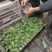 豫艺稳健一号砧木种子嫁接西瓜专用针木种籽芽率好耐重茬抗病