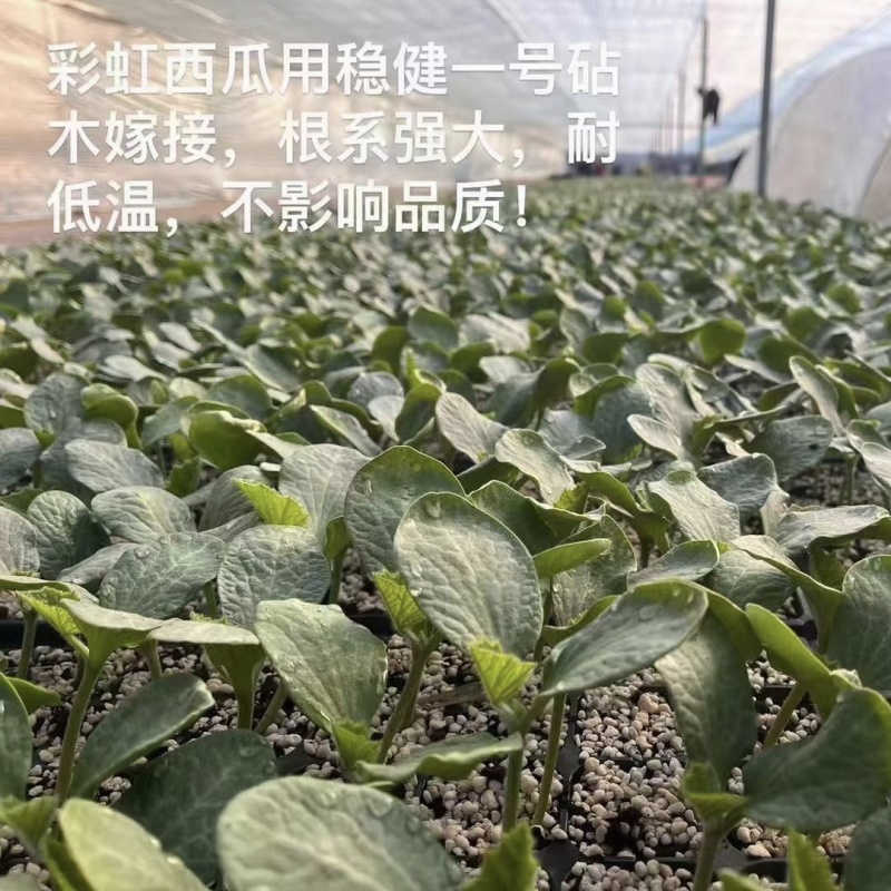 豫艺稳健一号砧木种子嫁接西瓜专用针木种籽芽率好耐重茬抗病