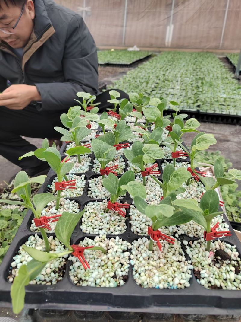 豫艺稳健一号砧木种子嫁接西瓜专用针木种籽芽率好耐重茬抗病