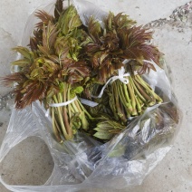 露天二茬香椿上市了