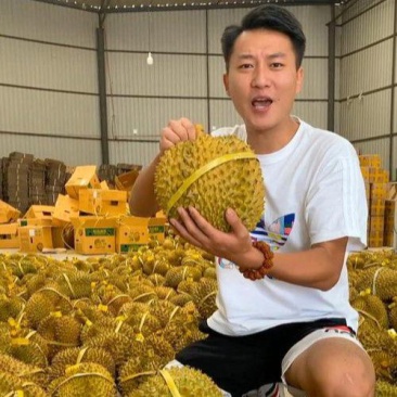 金枕榴莲一手批发价格，a果保5房，坏果包赔。