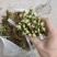 露天二茬香椿上市了