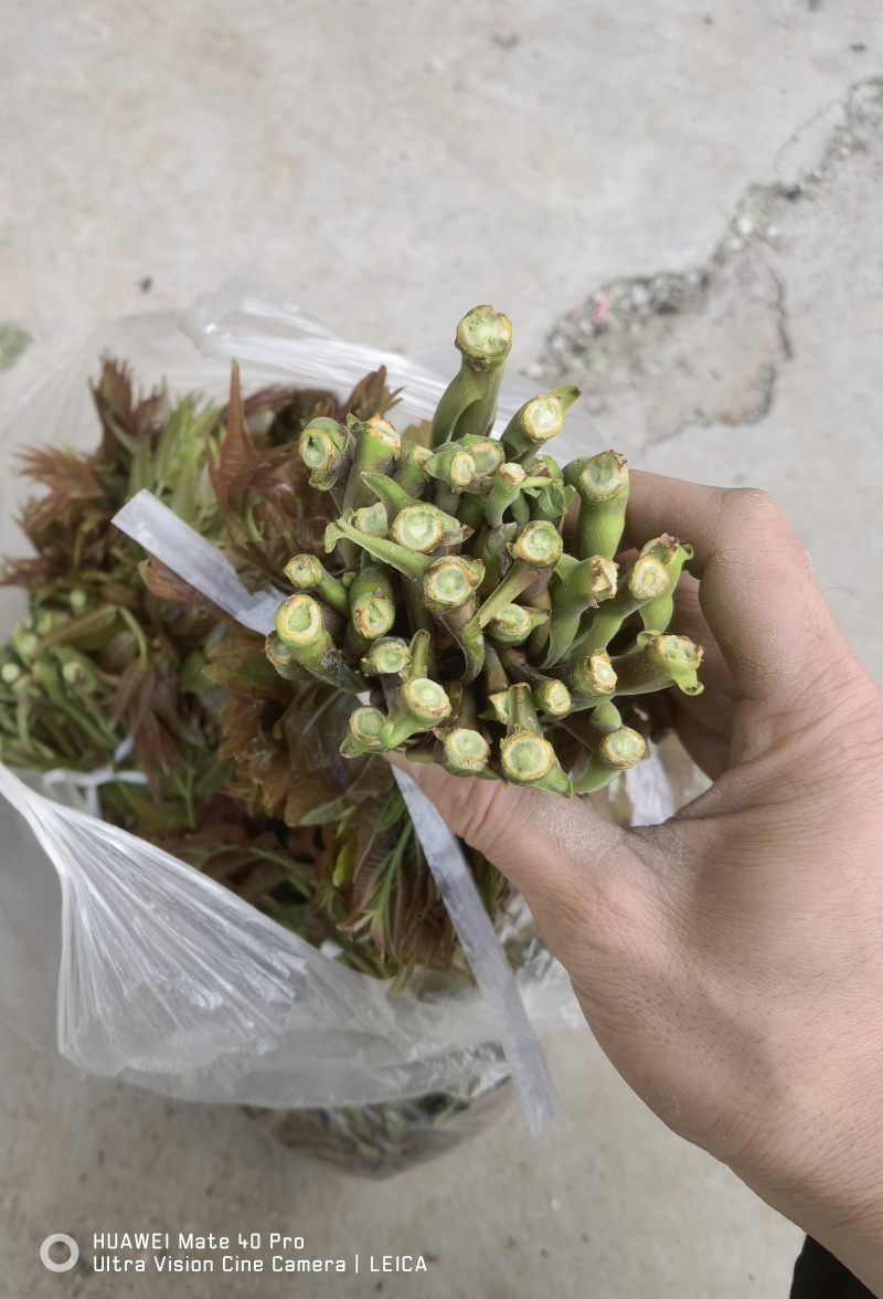 露天二茬香椿上市了