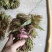 露天二茬香椿上市了