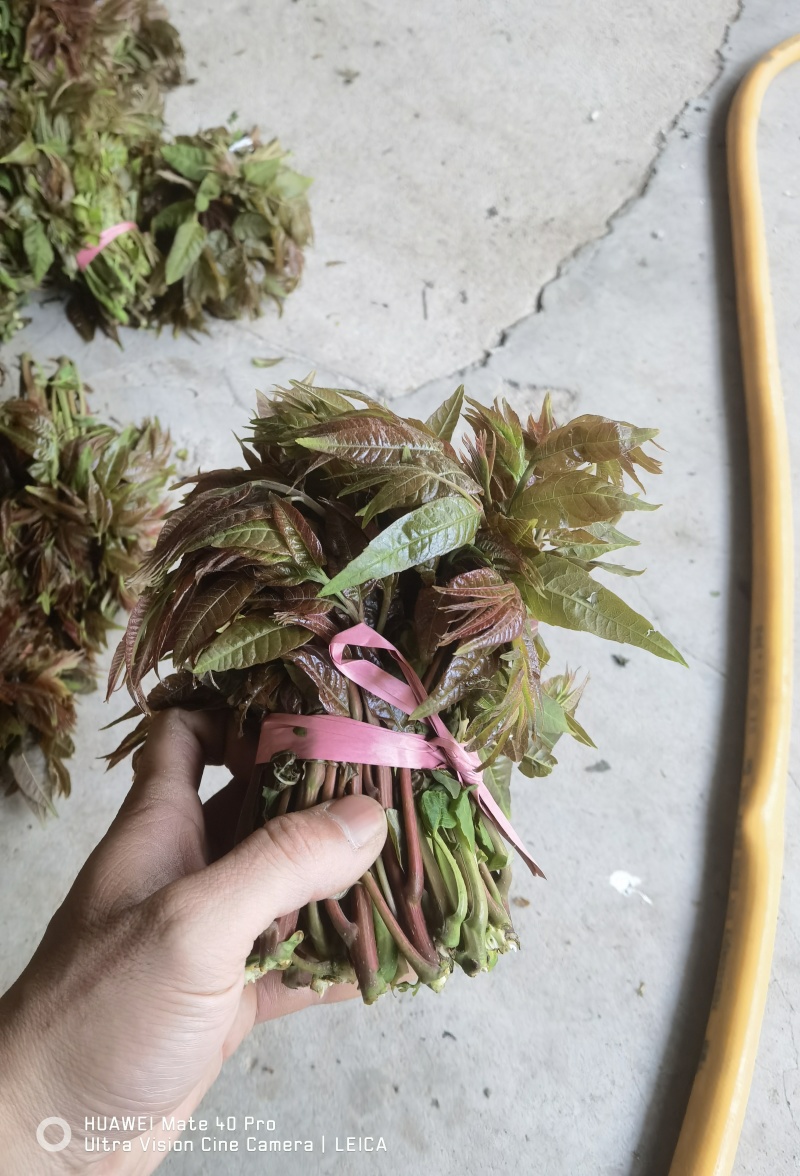 露天二茬香椿上市了
