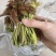 露天二茬香椿上市了