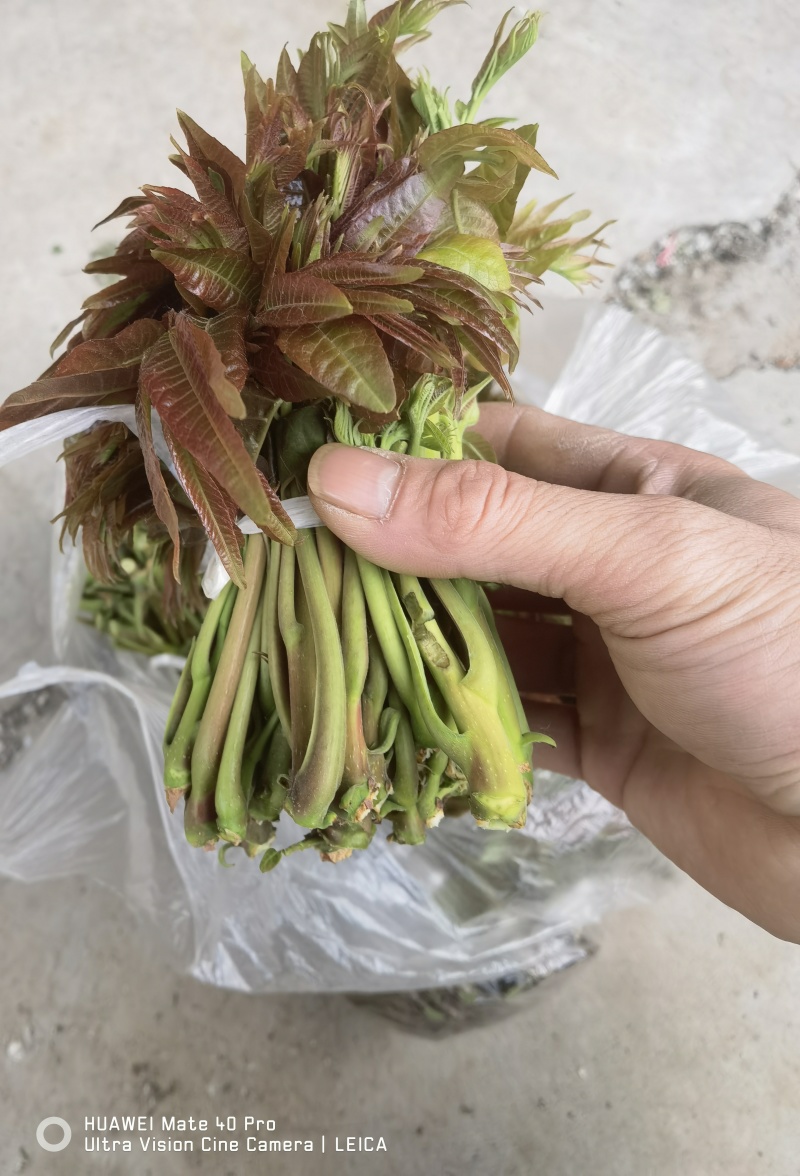 露天二茬香椿上市了