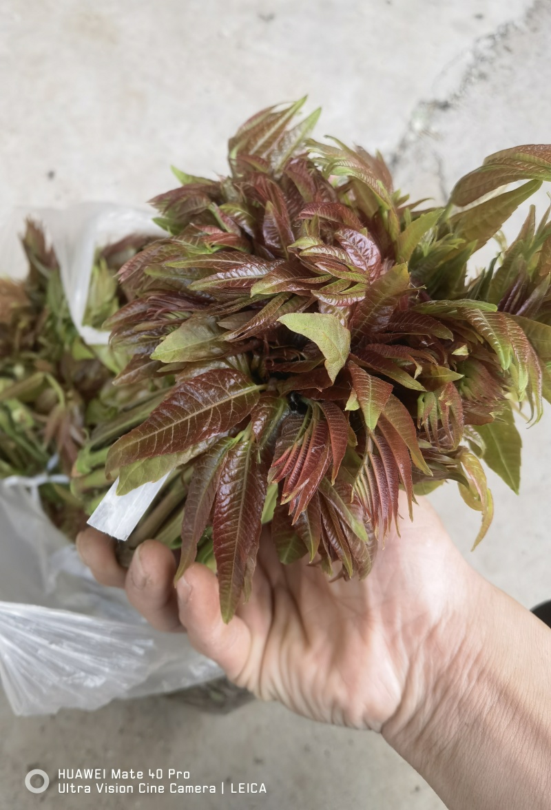 露天二茬香椿上市了
