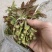 露天二茬香椿上市了