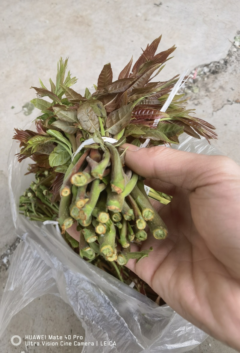 露天二茬香椿上市了