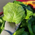 精品推荐，河南精品甘蓝圆包菜，质量保证，一手货源