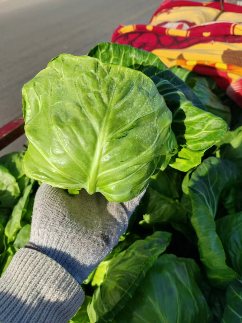 精品推荐，河南精品甘蓝圆包菜，质量保证，一手货源