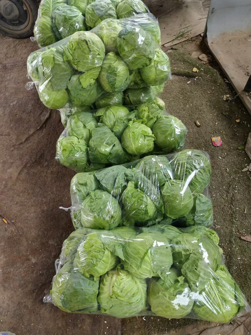 精品推荐，河南精品甘蓝圆包菜，质量保证，一手货源