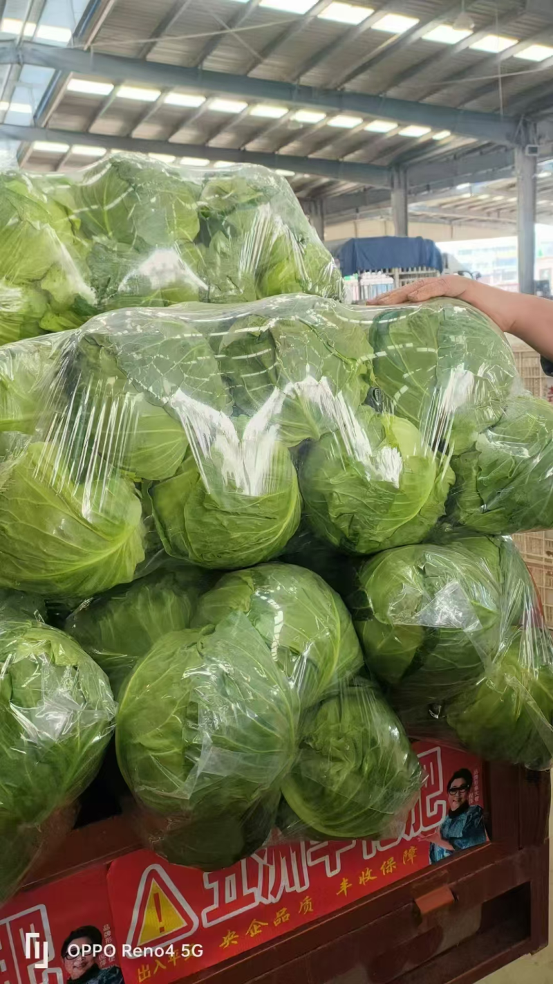 精品推荐，河南精品甘蓝圆包菜，质量保证，一手货源