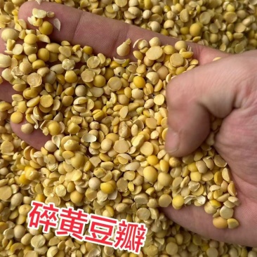 厂家直销碎黄豆可做养殖饲料豆，上地施肥豆高脂高油高蛋白
