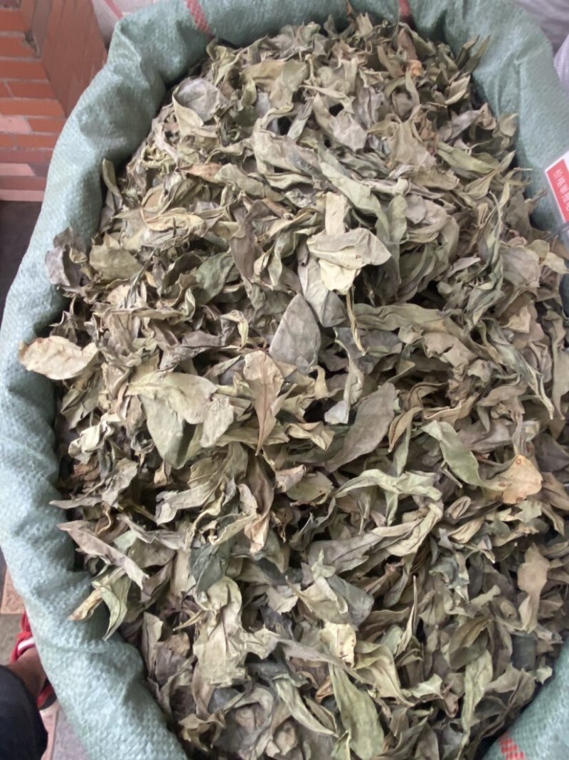 龙利叶高品质龙利草中药材道地无硫干货龙脷叶正宗农家