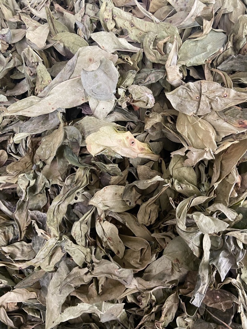龙利叶高品质龙利草中药材道地无硫干货龙脷叶正宗农家