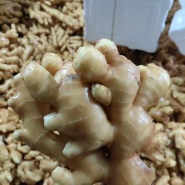 正品保障生姜现货秒发价格实惠
