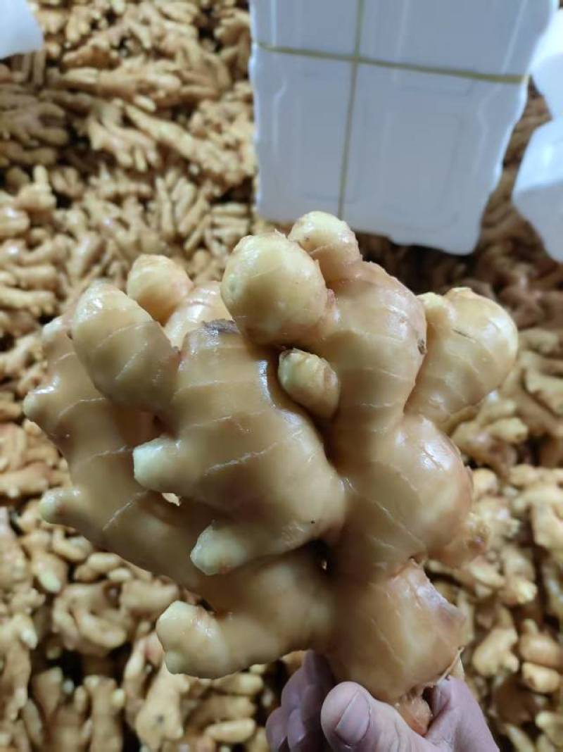 正品保障生姜现货秒发价格实惠