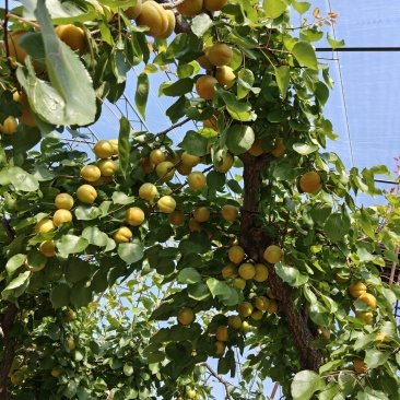金太阳杏