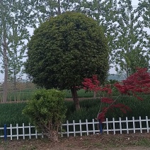 桂花树