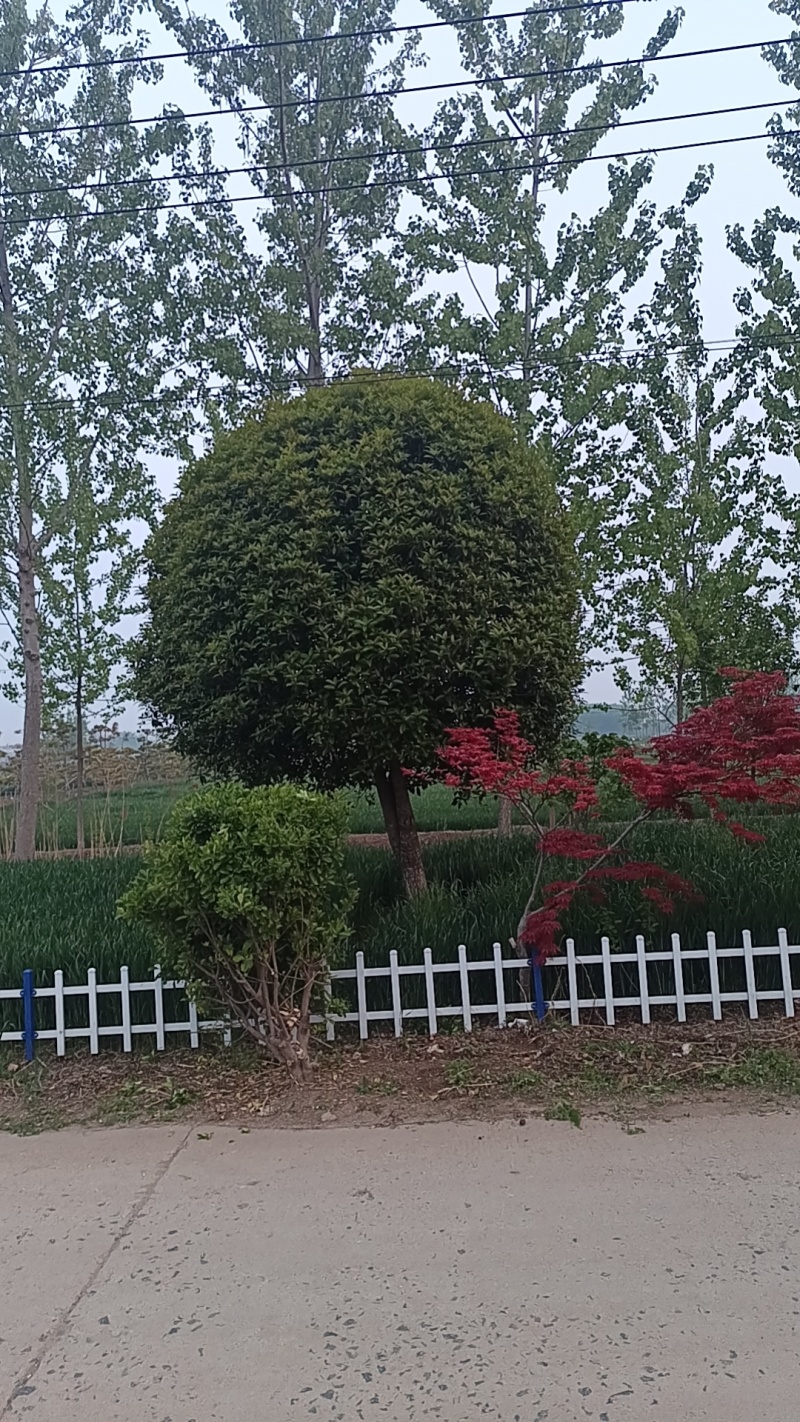 桂花树