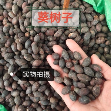 蒲葵子葵树子中药材正品葵树子无硫足干无杂质无空壳