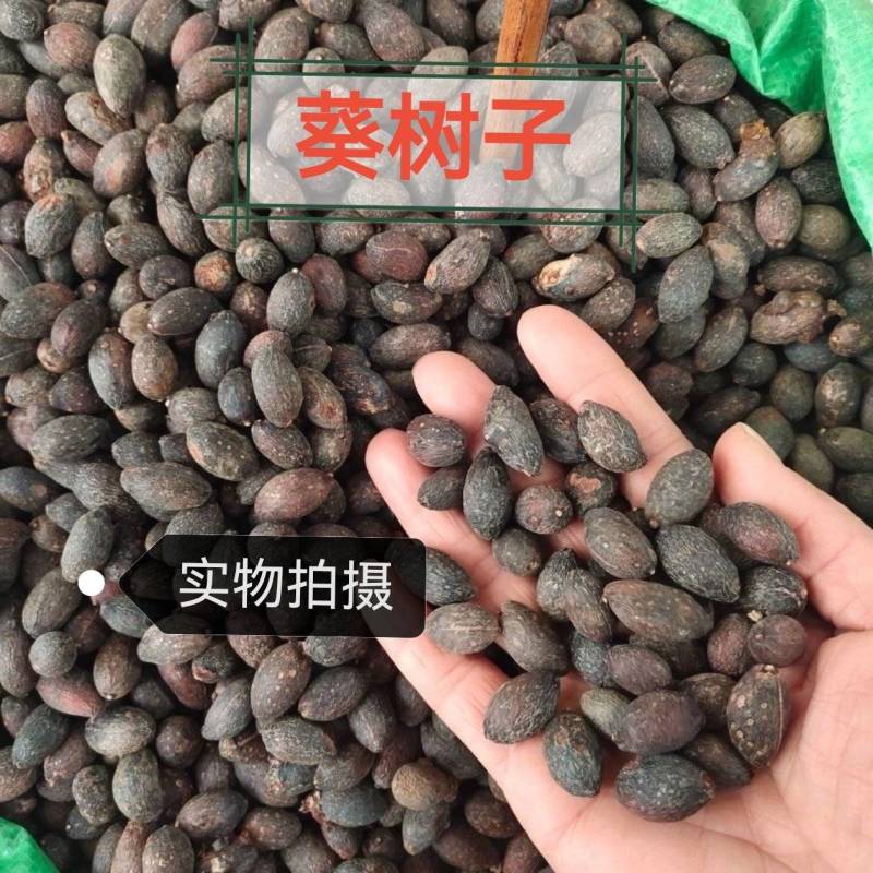 蒲葵子葵树子中药材正品葵树子无硫足干无杂质无空壳