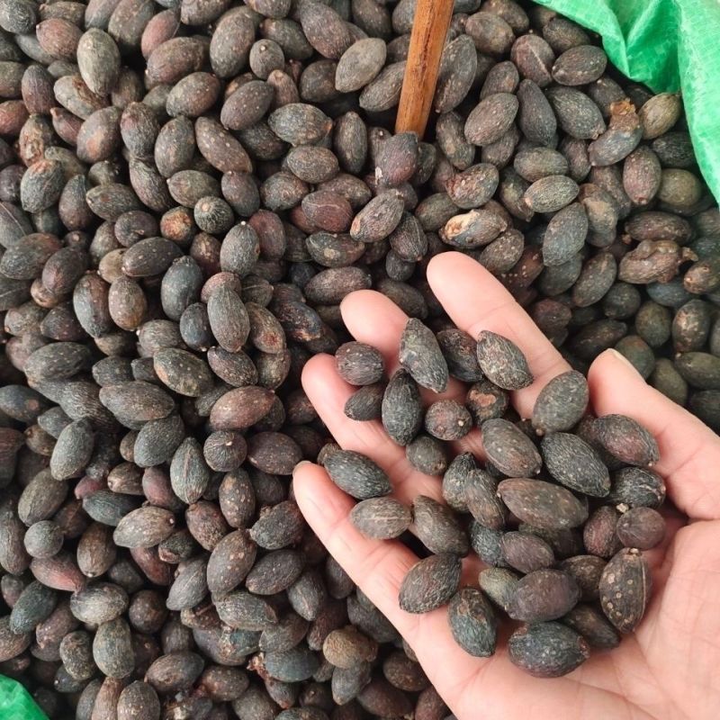 蒲葵子葵树子中药材正品葵树子无硫足干无杂质无空壳