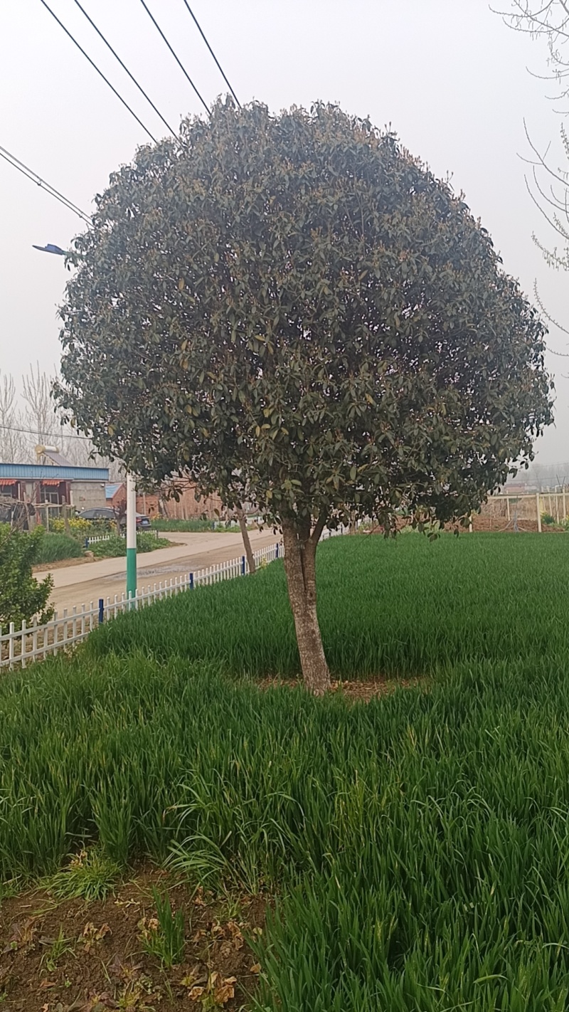 桂花树