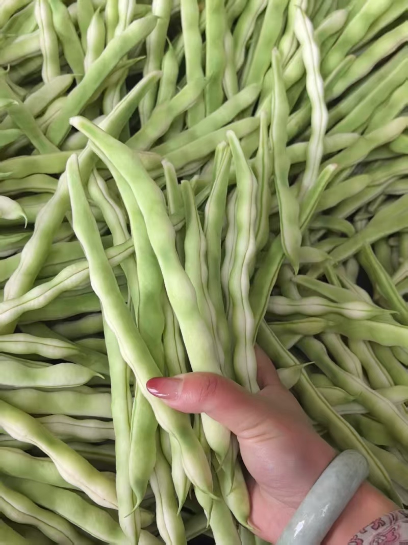 精品扁豆