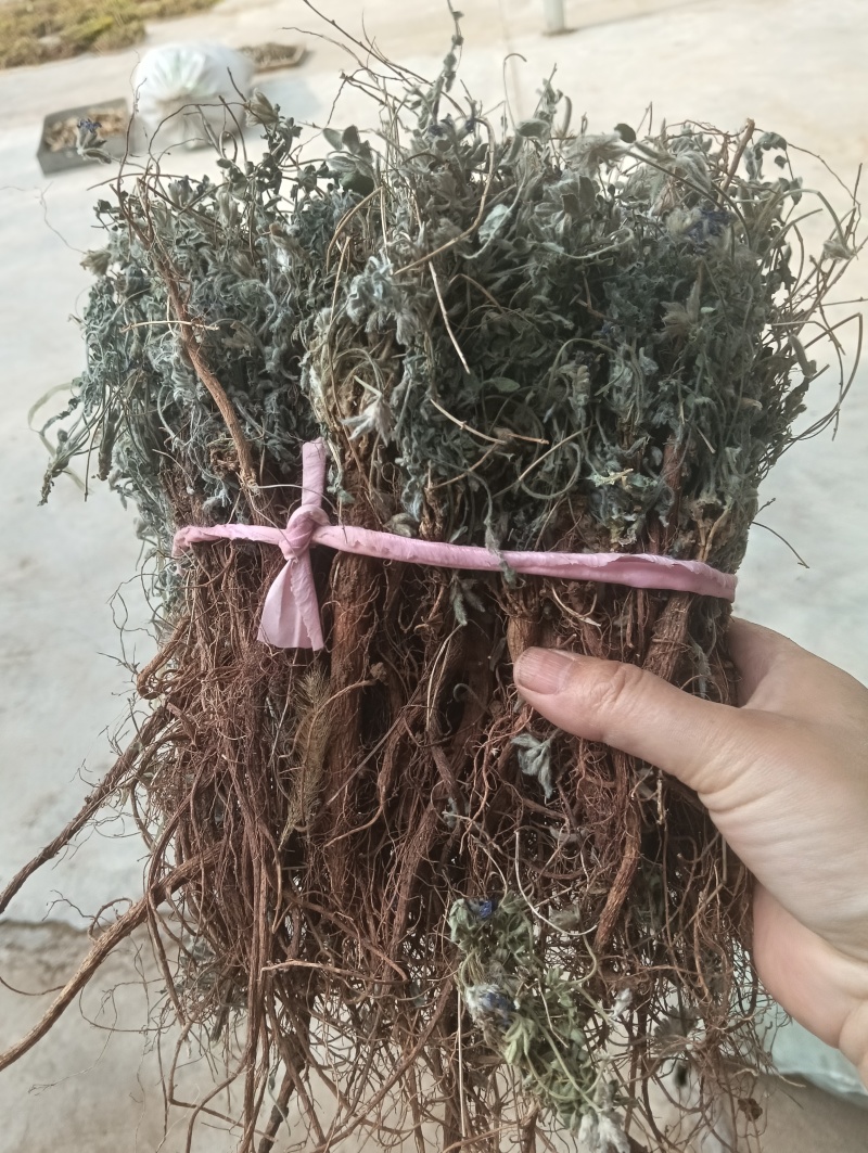 紫花地丁，甜地丁，纯野生。（包邮）