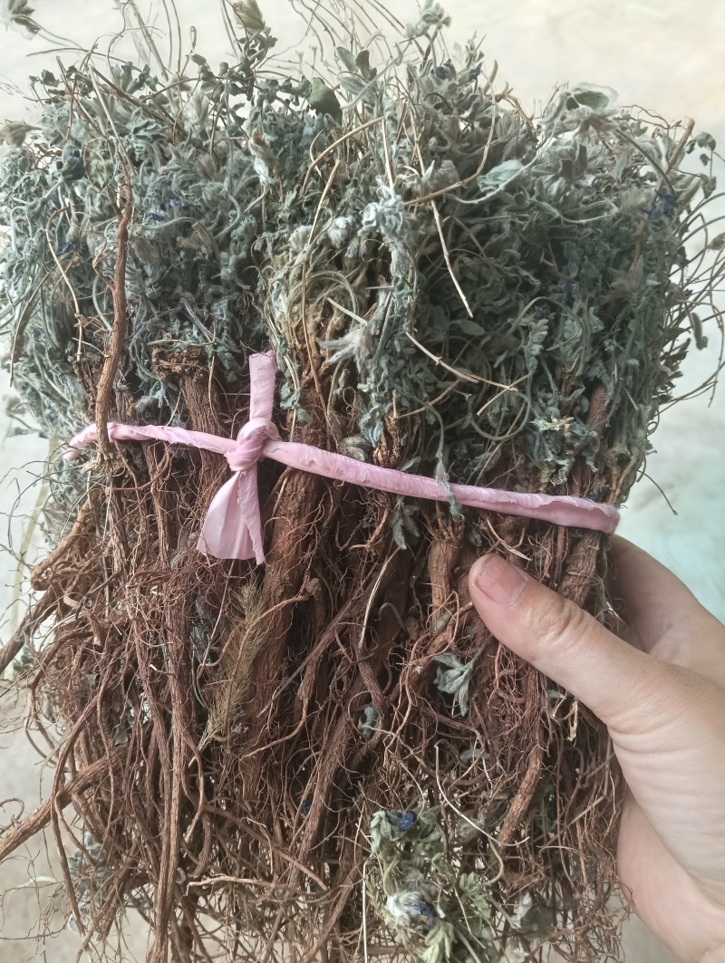 紫花地丁，甜地丁，纯野生。（包邮）