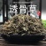 透骨草中药材珍珠透骨草凤仙透骨草干净无杂新鲜草药批发零售