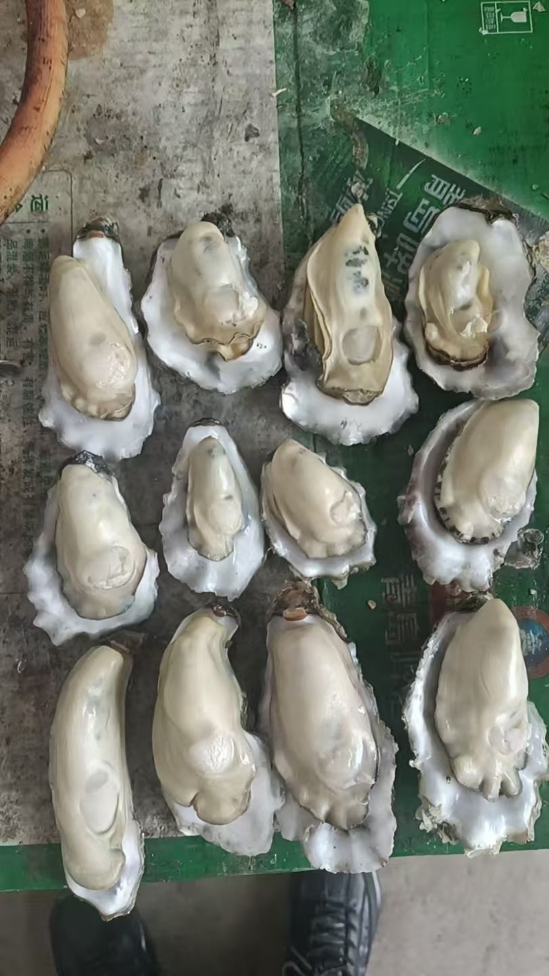 大连海蛎子自己家渔船