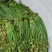 贵州野生蕨菜