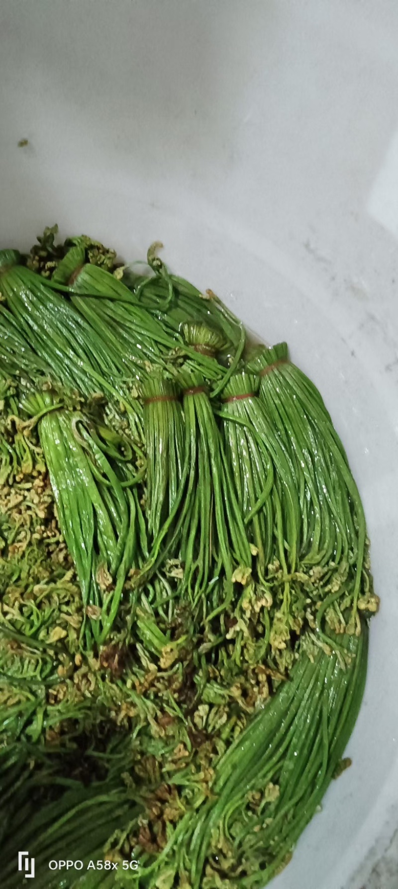 贵州野生蕨菜