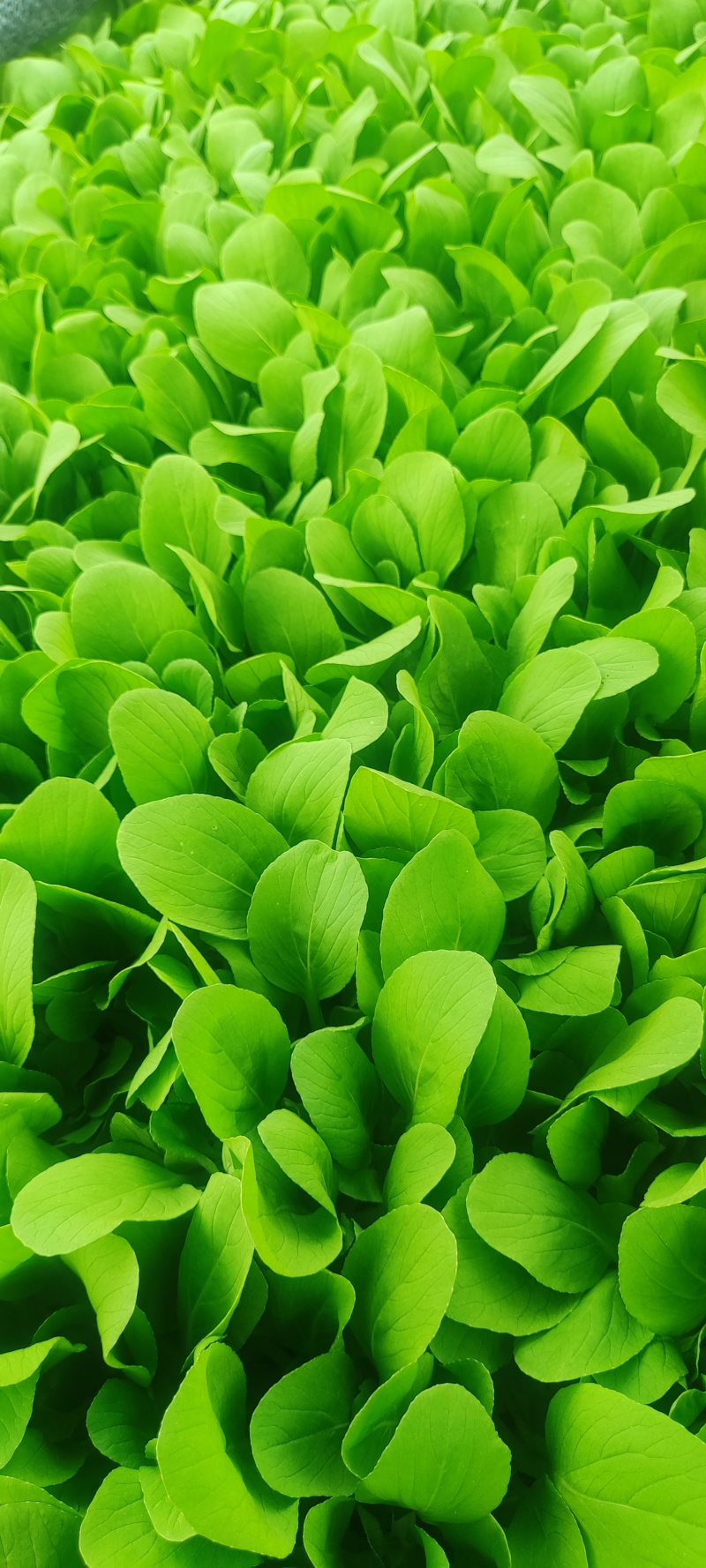 深圳鸡毛菜基地！长年每天新货供应！深圳现割每天从深圳发货